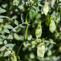  Featured Ingredient - L'Occitane